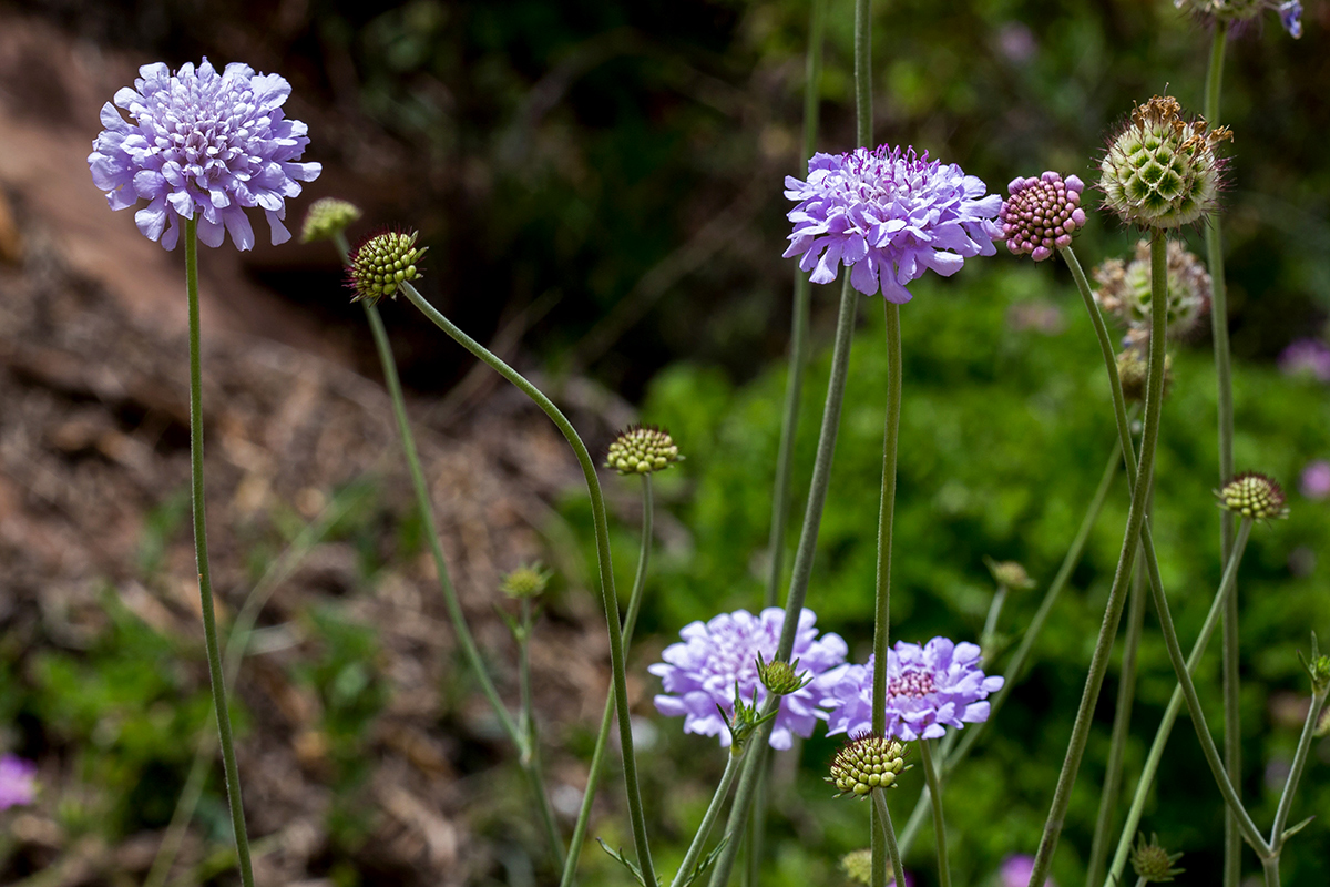 Image of Scabiosa columbaria specimen.