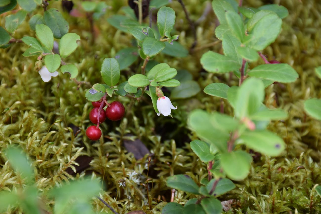 Image of Vaccinium vitis-idaea specimen.