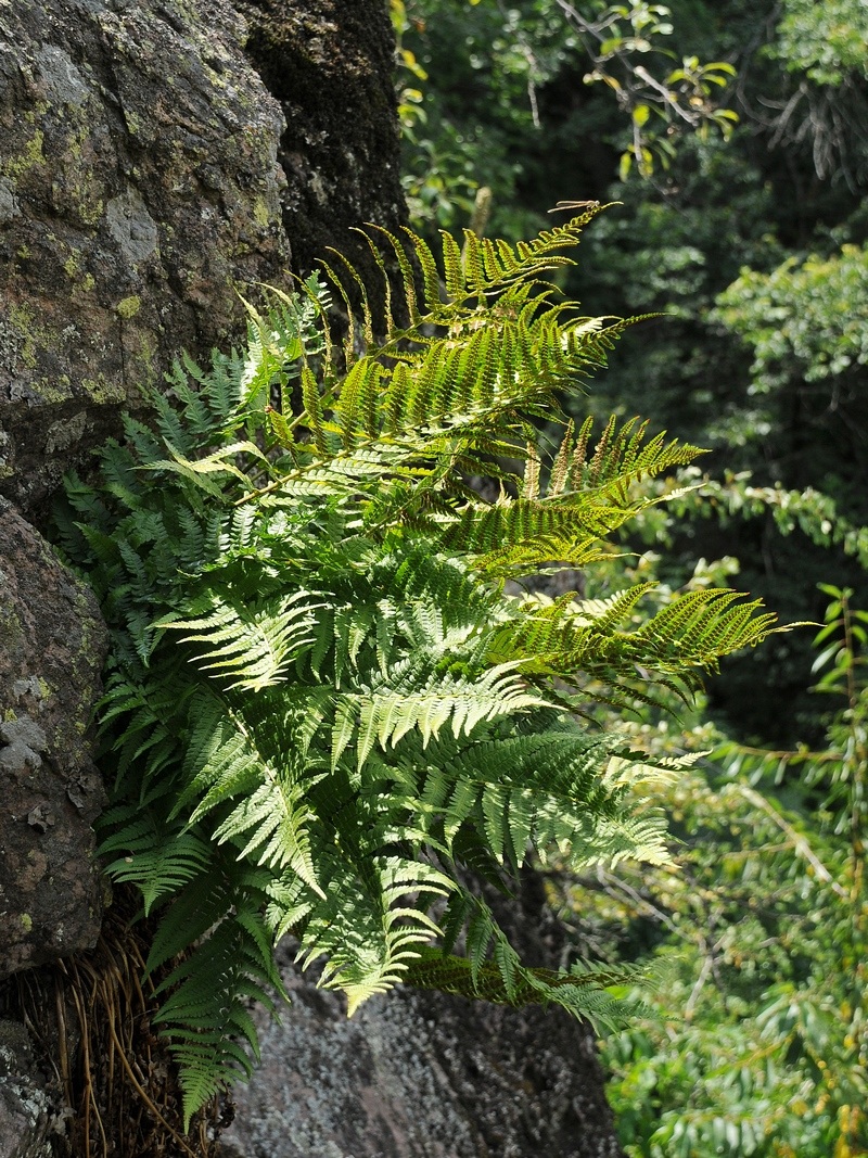 Image of Dryopteris filix-mas specimen.