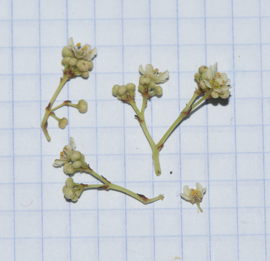 Image of Gymnosporia senegalensis specimen.