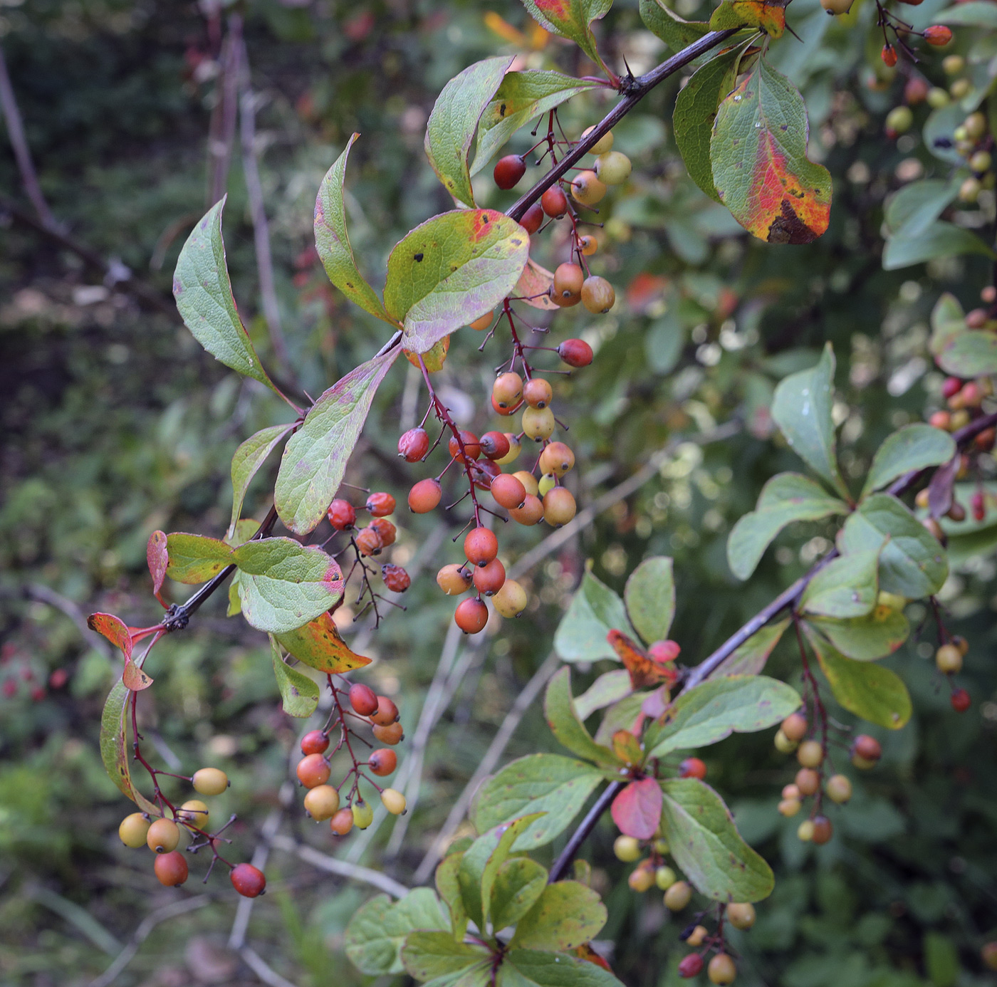 Изображение особи Berberis koreana.