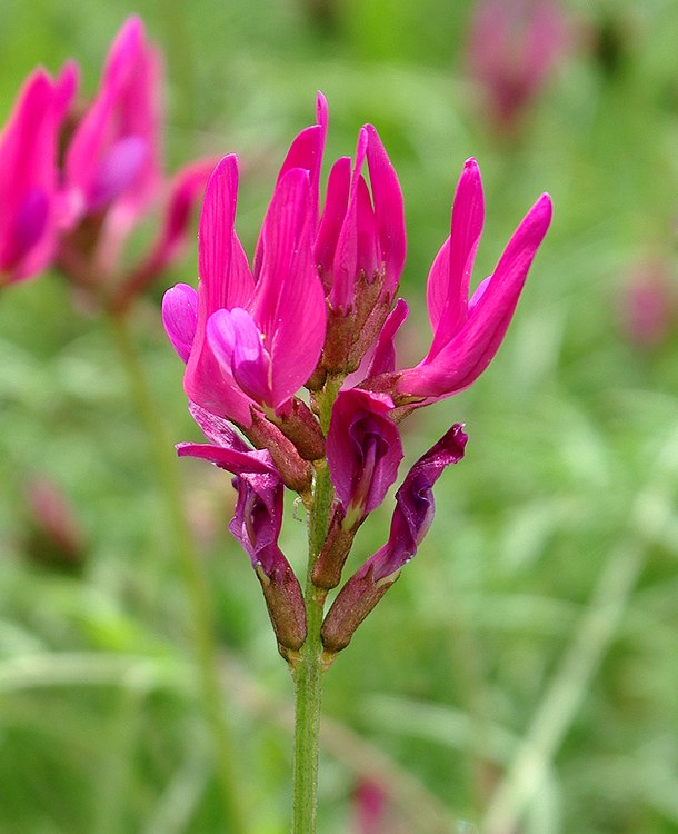 Изображение особи Astragalus stevenianus.