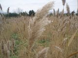 Phragmites altissimus