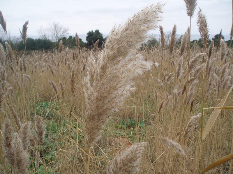 Image of Phragmites altissimus specimen.