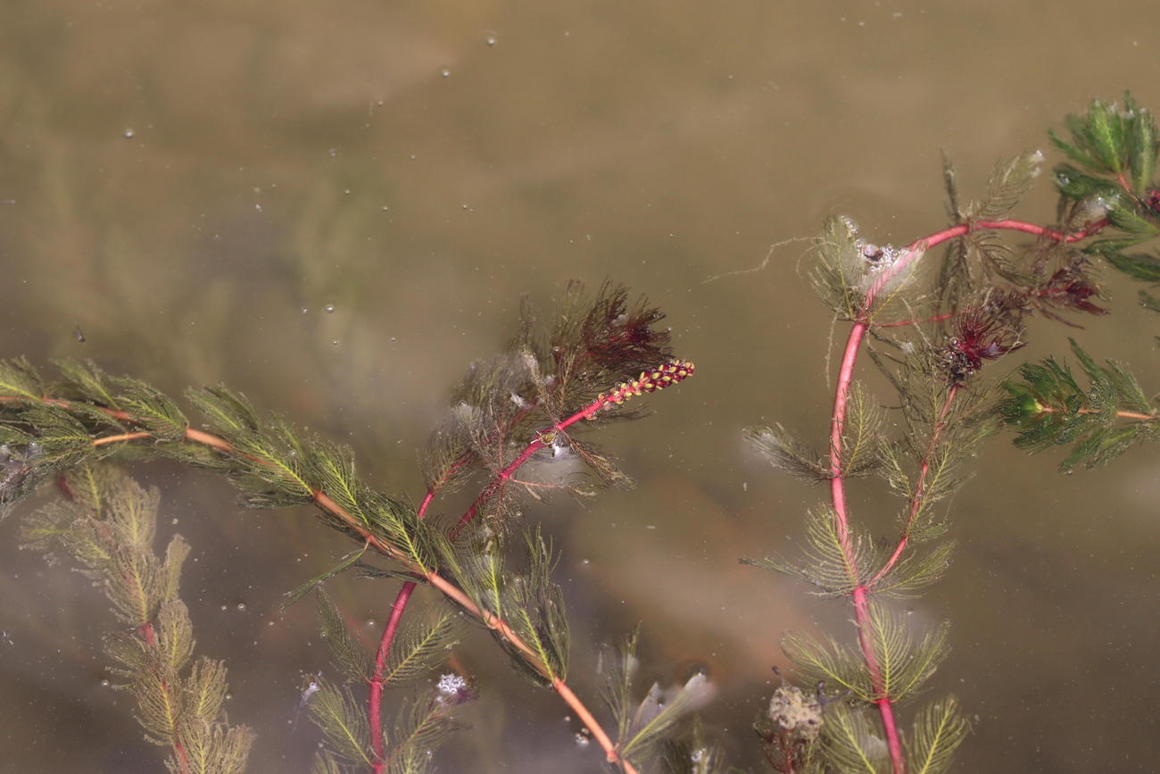 Изображение особи Myriophyllum spicatum.