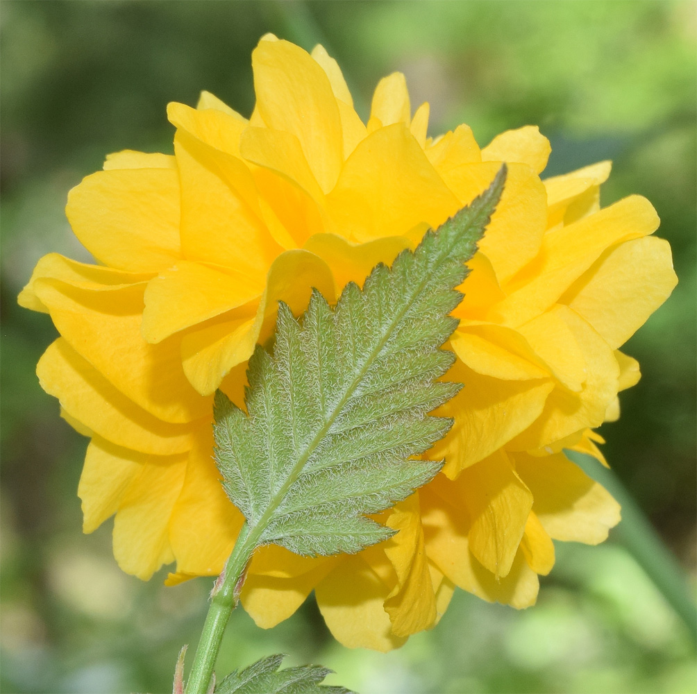 Image of Kerria japonica var. pleniflora specimen.