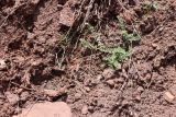 Oxytropis chesneyoides