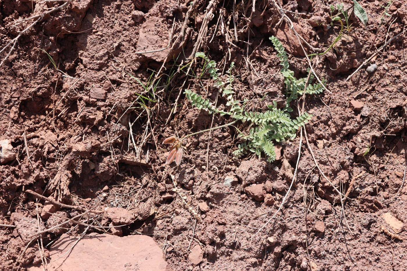 Image of Oxytropis chesneyoides specimen.