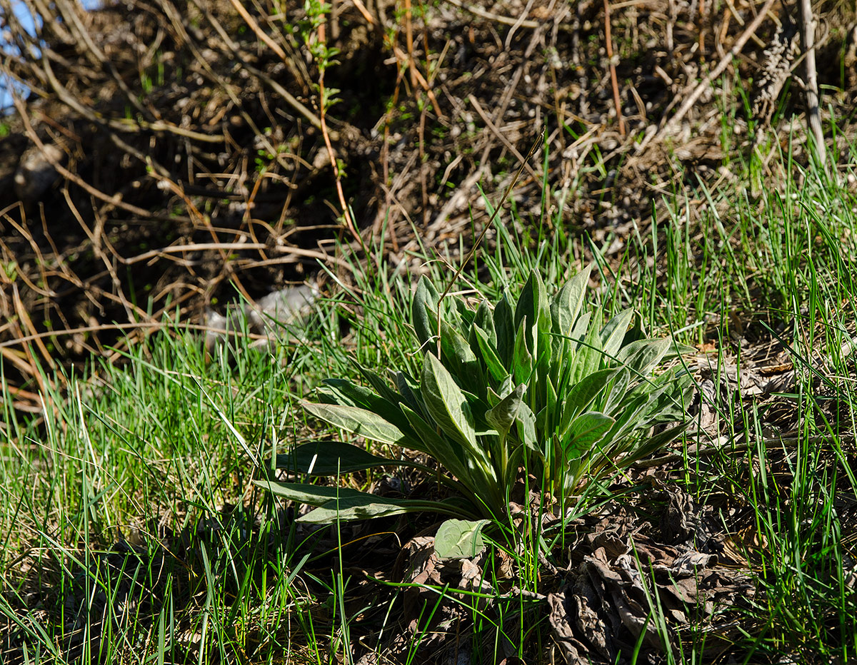 Изображение особи Cynoglossum officinale.