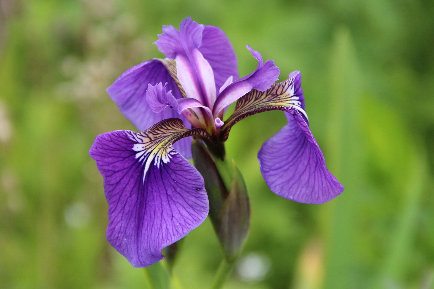 Image of Iris setosa specimen.