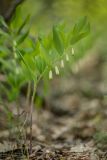 Polygonatum odoratum. Цветущее растение. Ростовская обл., Тарасовский р-н, гора Городище, дубовое редколесье. 01.05.2022.