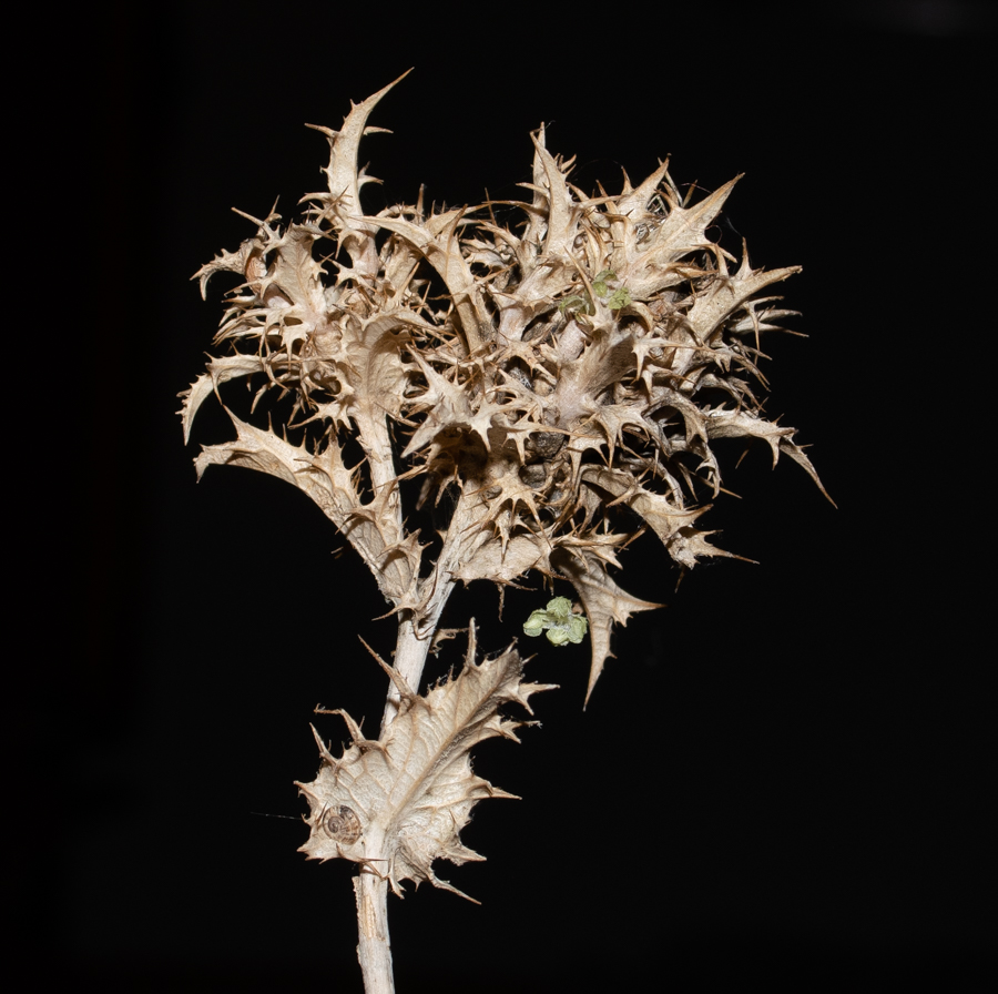 Image of Carlina libanotica specimen.