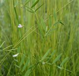 Vicia tetrasperma