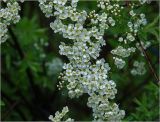 Spiraea × cinerea. Часть ветви с бутонами и цветками. Московская обл., Раменский р-н, окр. дер. Хрипань, садовый участок. 27.05.2022.