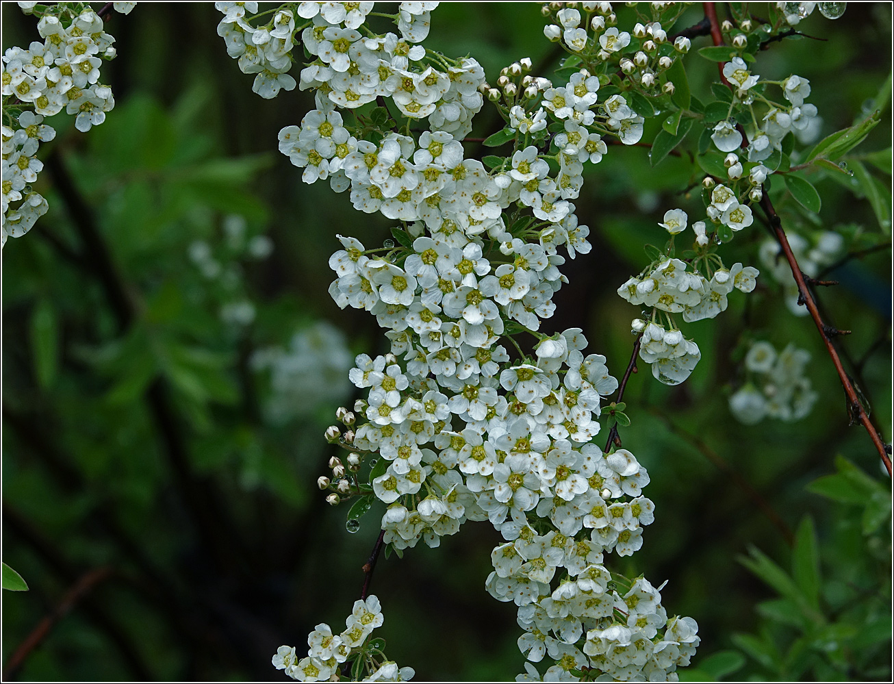 Image of Spiraea × cinerea specimen.
