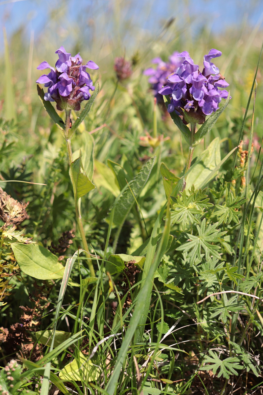 Image of Prunella grandiflora specimen.