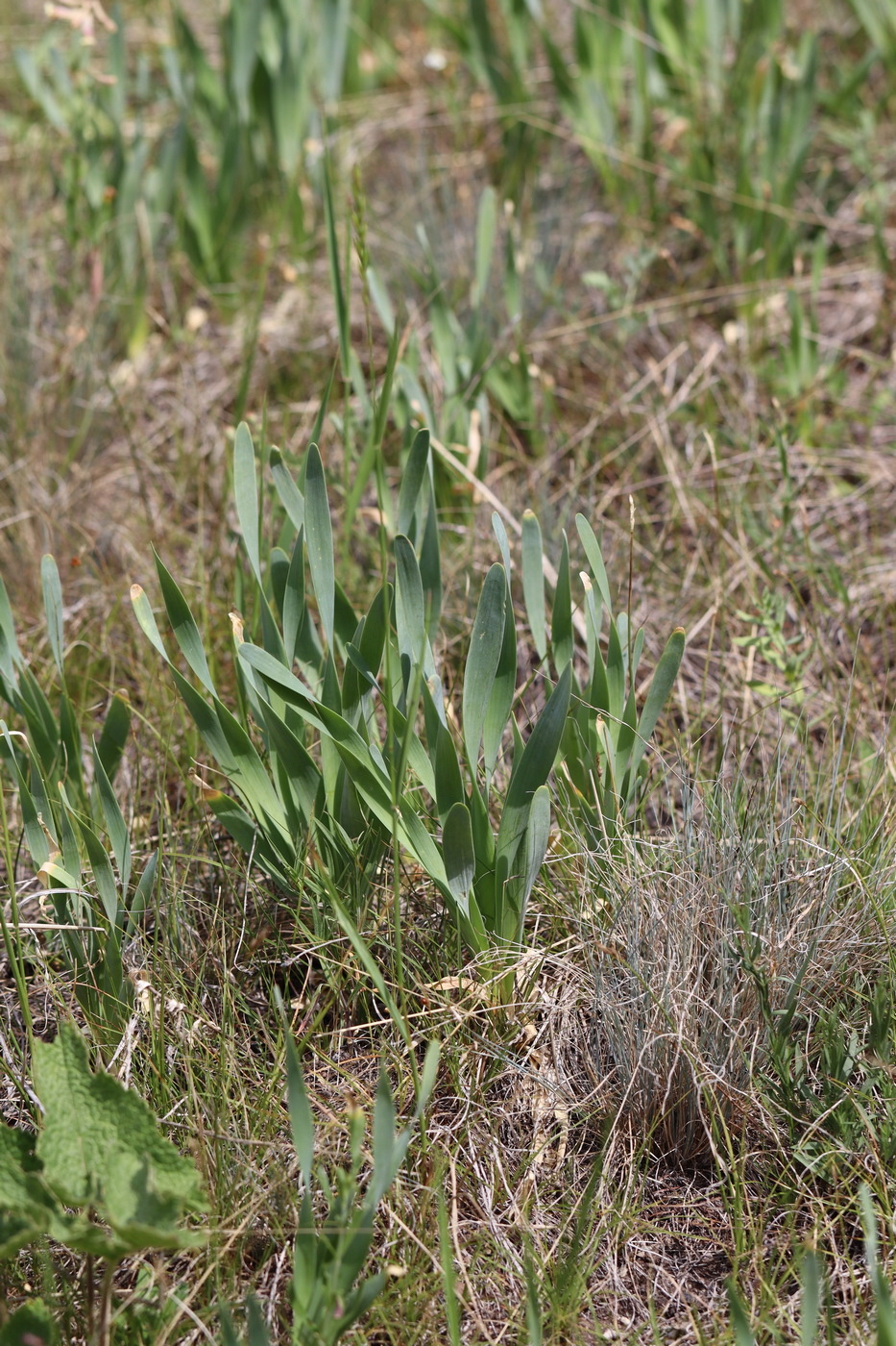 Image of Allium nutans specimen.