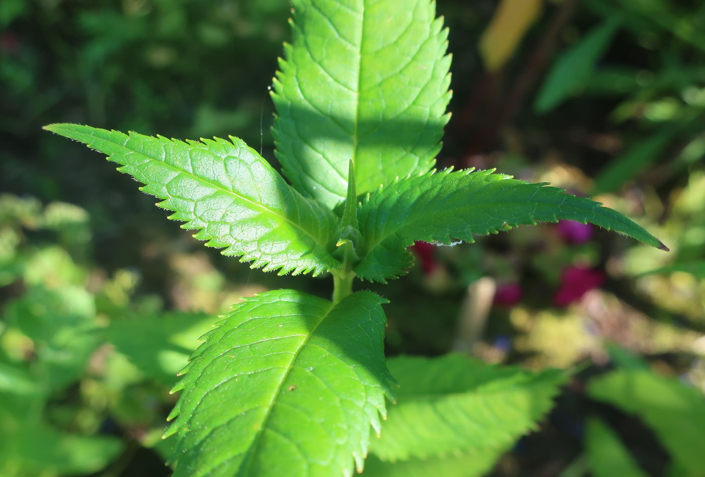 Изображение особи Chelone obliqua.