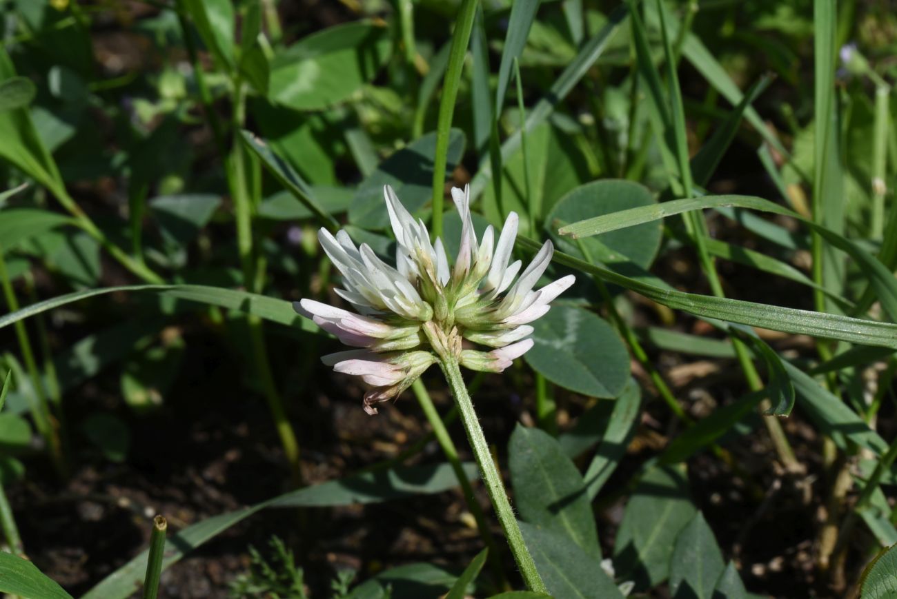 Image of genus Trifolium specimen.