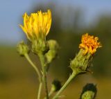 genus Hieracium. Соцветия. Тульская обл., Плавский р-н, окр. пос. Молочные Дворы, балка, суходольный луг. 24.08.2022.
