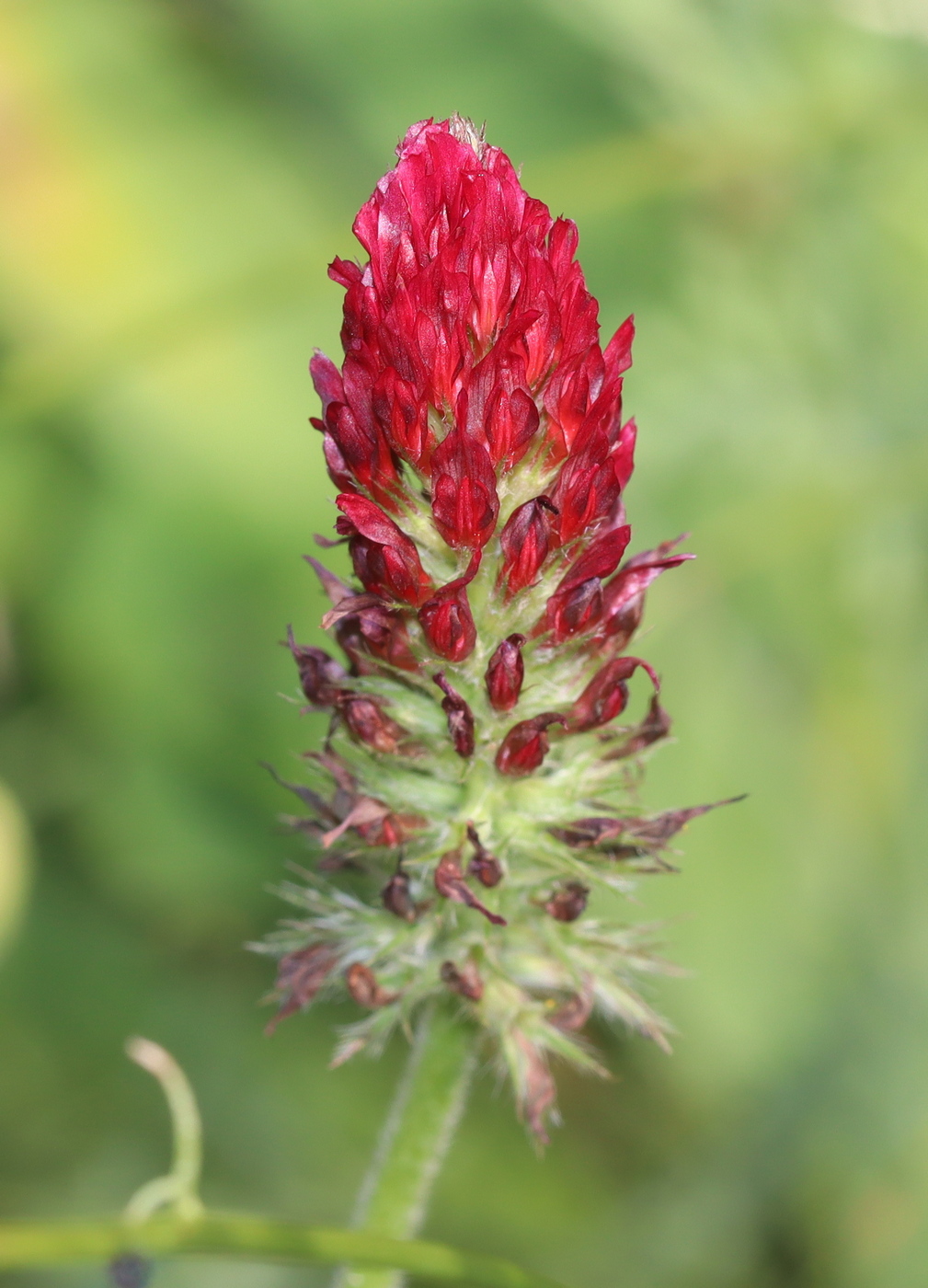 Image of Trifolium incarnatum specimen.