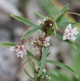 Cuscuta epithymum