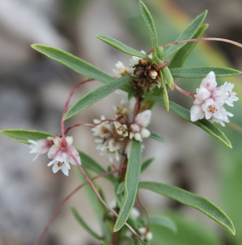 Image of Cuscuta epithymum specimen.