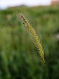 Hordeum bulbosum. Соцветие. Дагестан, г. Дербент, газон. 04.05.2022.