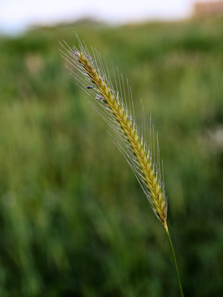 Изображение особи Hordeum bulbosum.