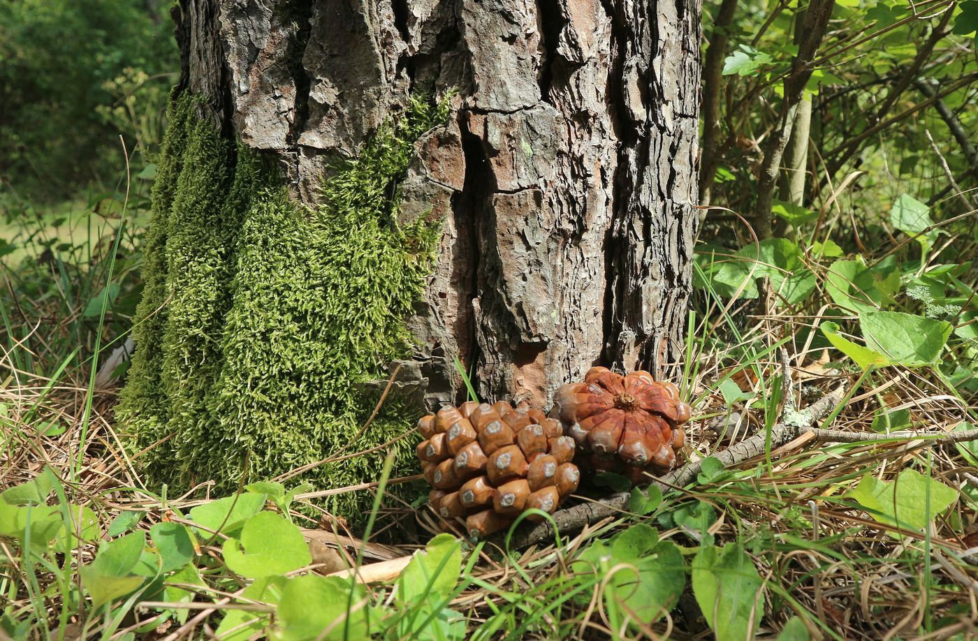 Изображение особи Pinus pinea.