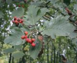 Sorbus austriaca. Верхушка плодоносящей веточки. Москва, ГБС РАН, дендрарий. 15.09.2022.