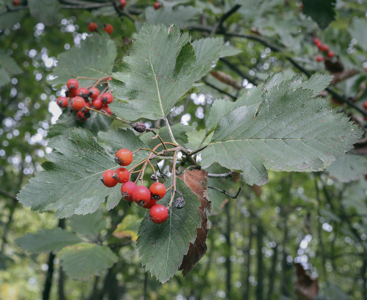 Image of Sorbus austriaca specimen.