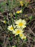 Lactuca indica