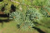 Picea koraiensis