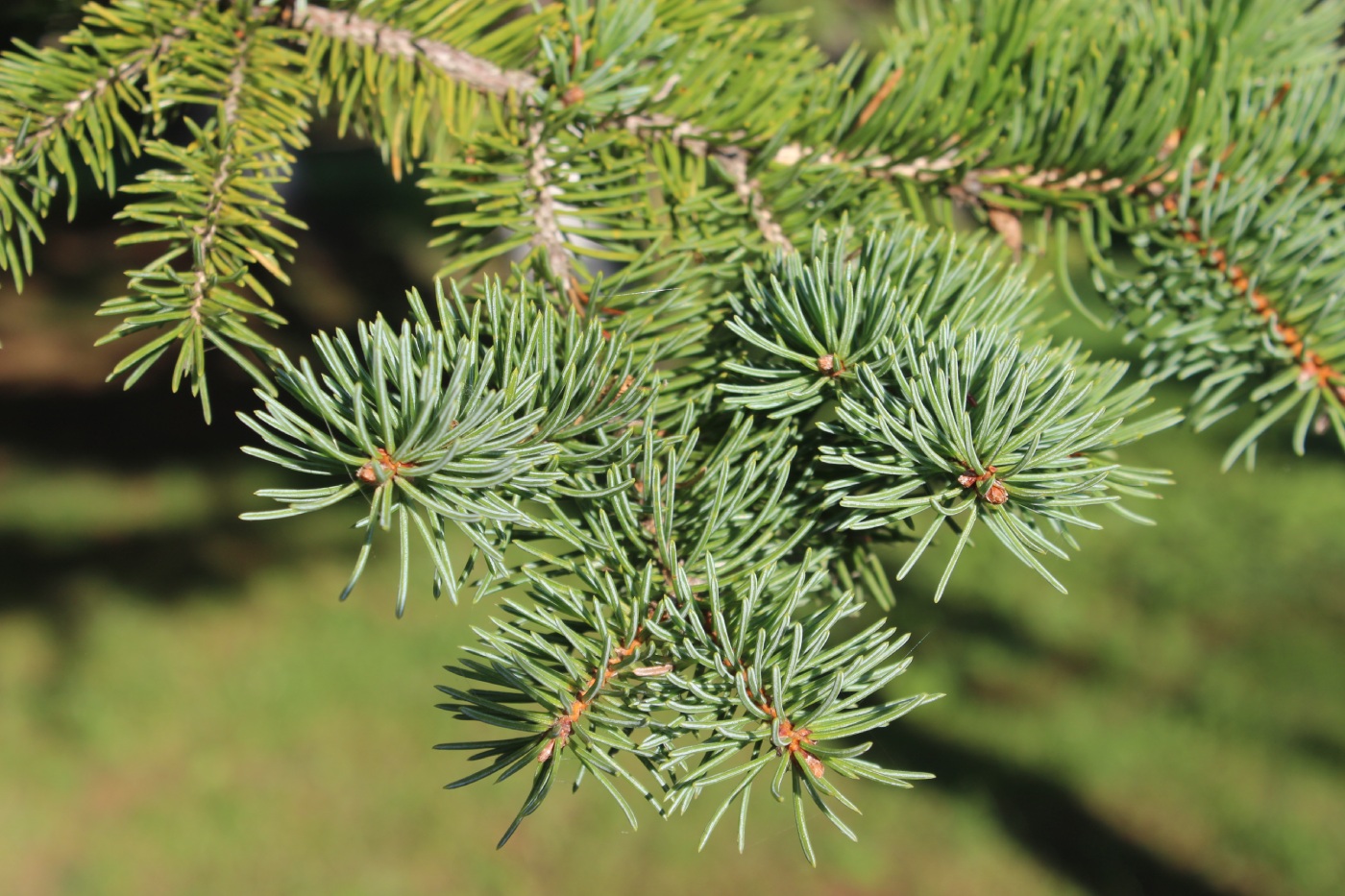 Image of Picea koraiensis specimen.