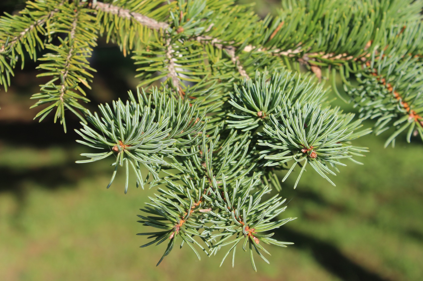 Изображение особи Picea koraiensis.