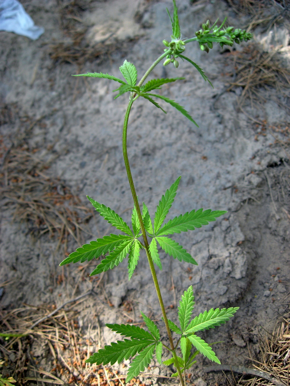 Image of Cannabis sativa specimen.