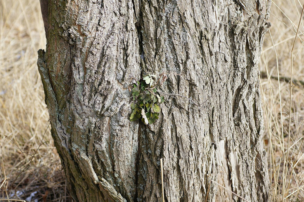 Image of Chelidonium majus specimen.