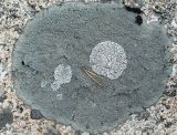 Aspicilia cyanescens