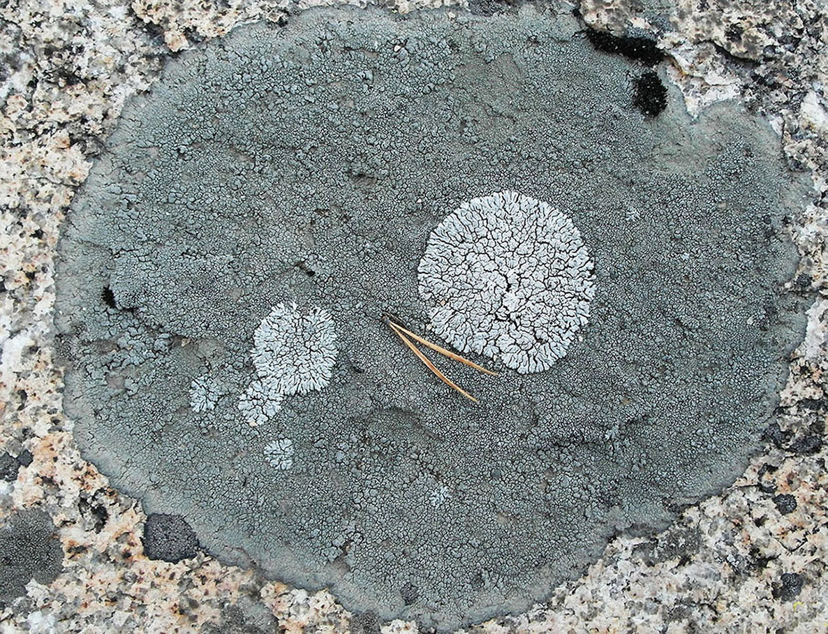 Изображение особи Aspicilia cyanescens.