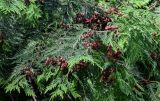 Thuja occidentalis. Верхушка ветви с шишками. Северная Осетия, Владикавказ, в культуре. 23.07.2022.