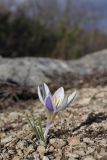 Crocus tauricus