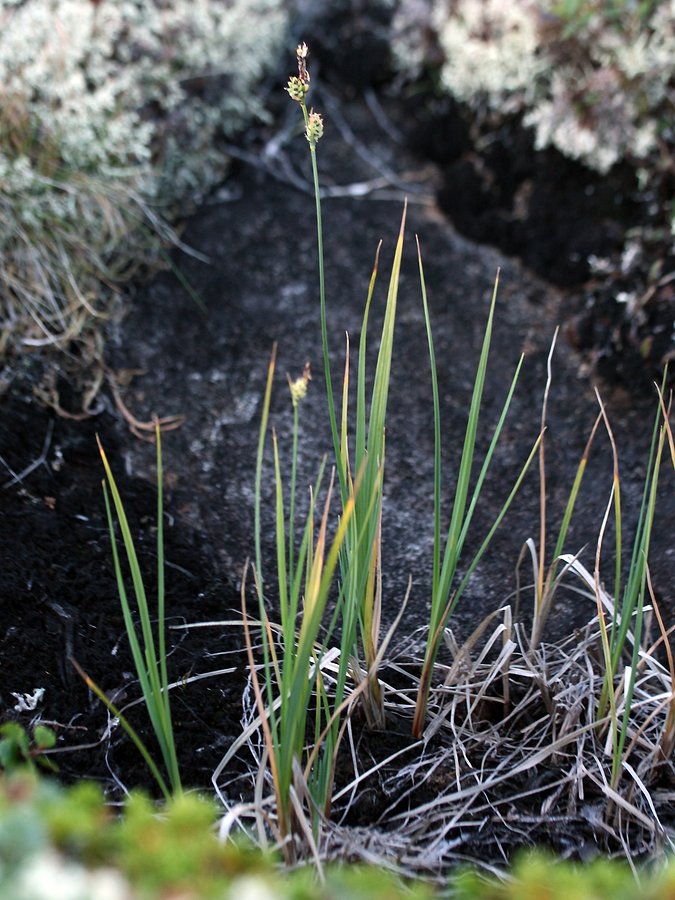 Изображение особи Carex adelostoma.