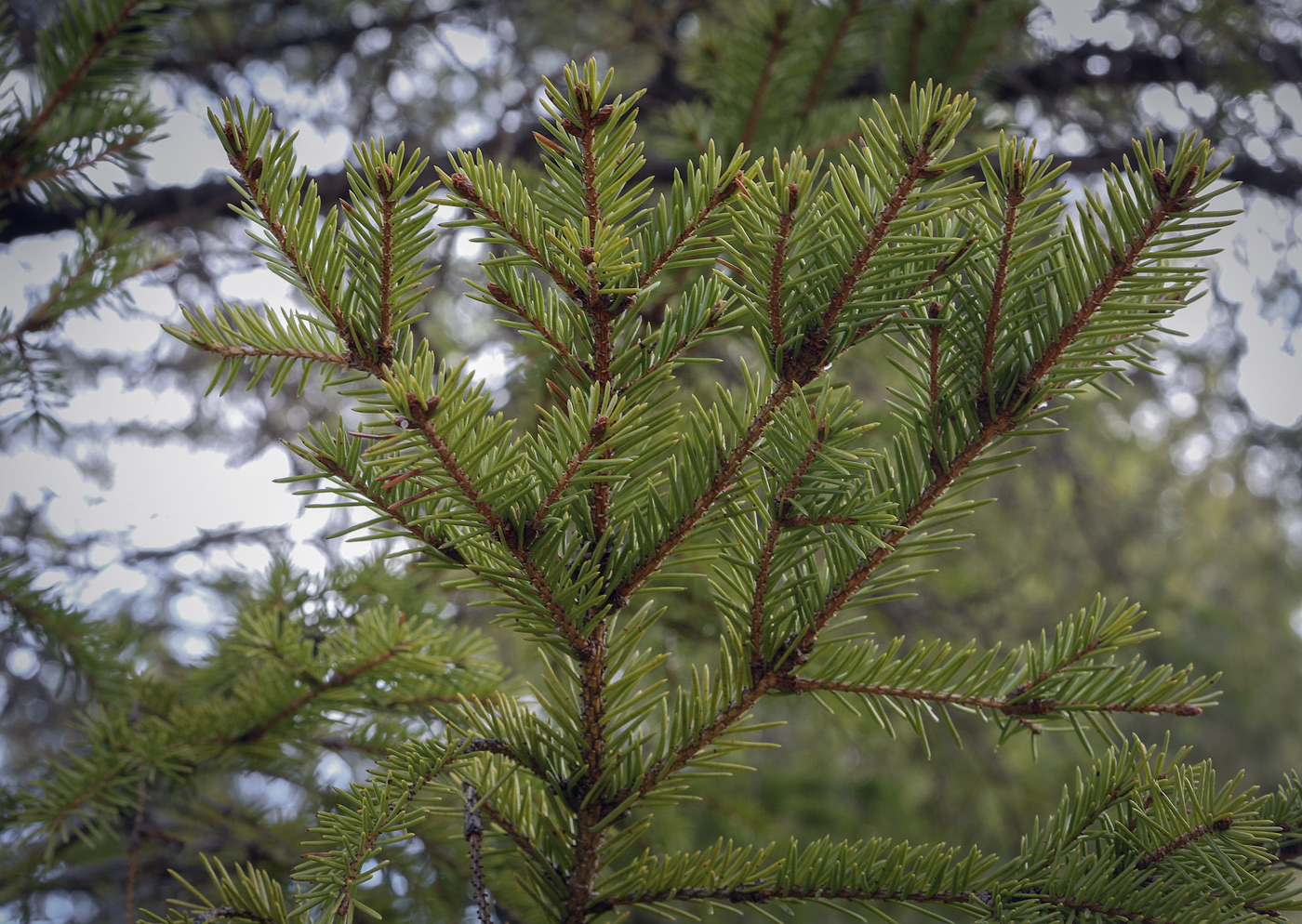 Image of Picea &times; fennica specimen.