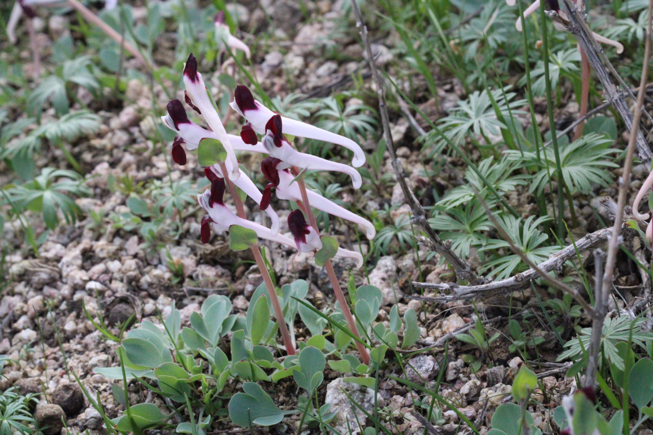 Image of Corydalis popovii specimen.