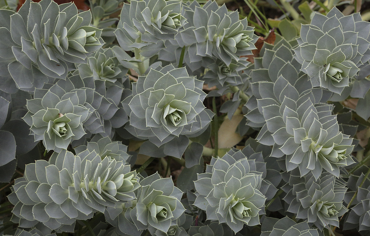 Image of Euphorbia myrsinites specimen.