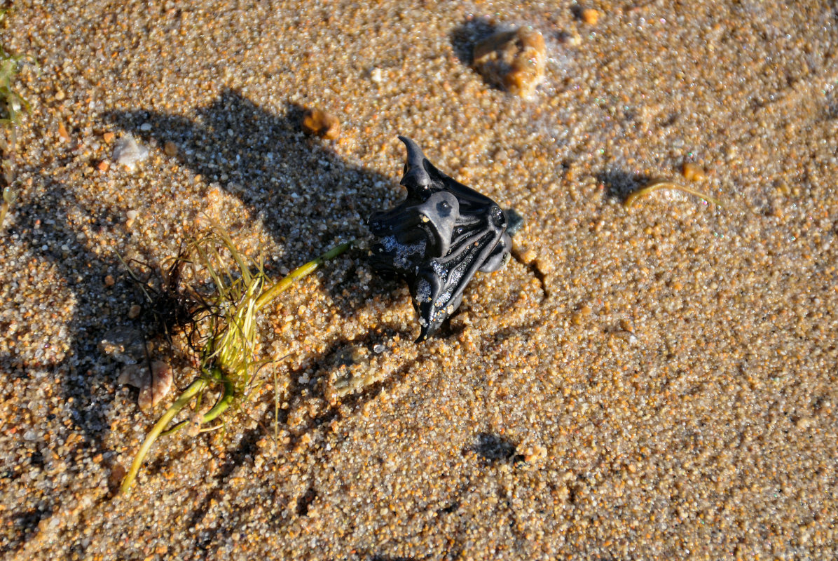 Image of genus Trapa specimen.