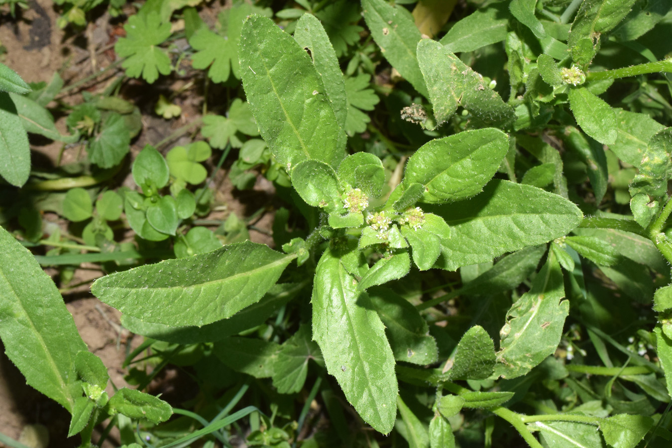 Изображение особи Euclidium syriacum.