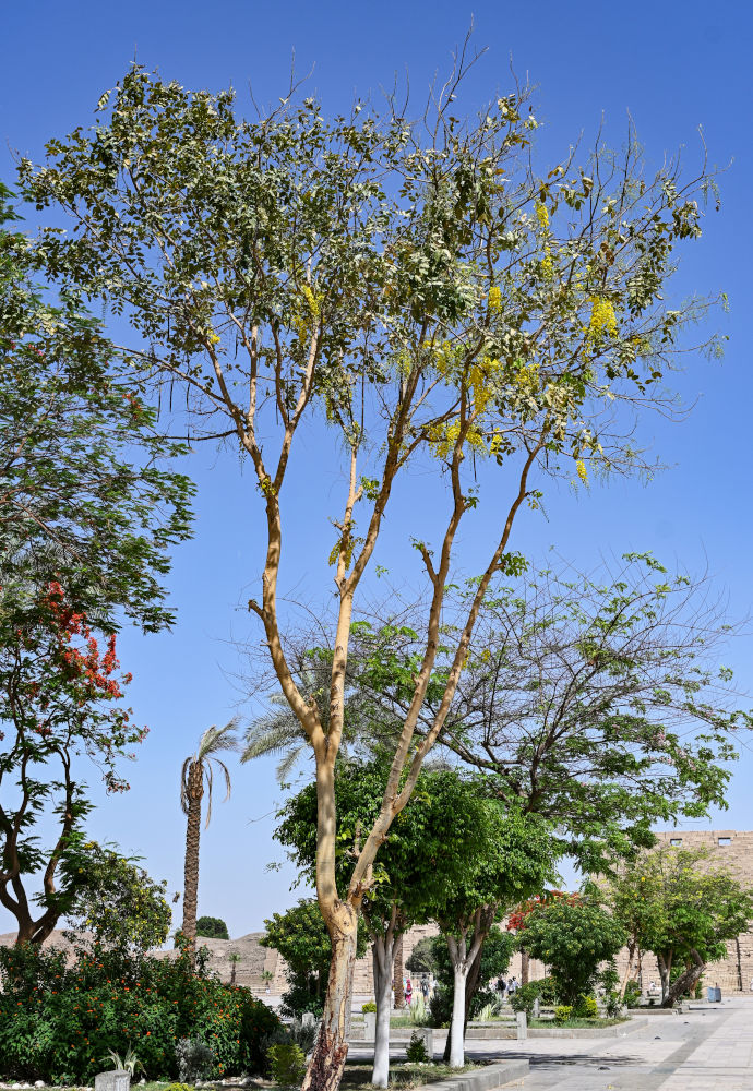 Image of Cassia fistula specimen.