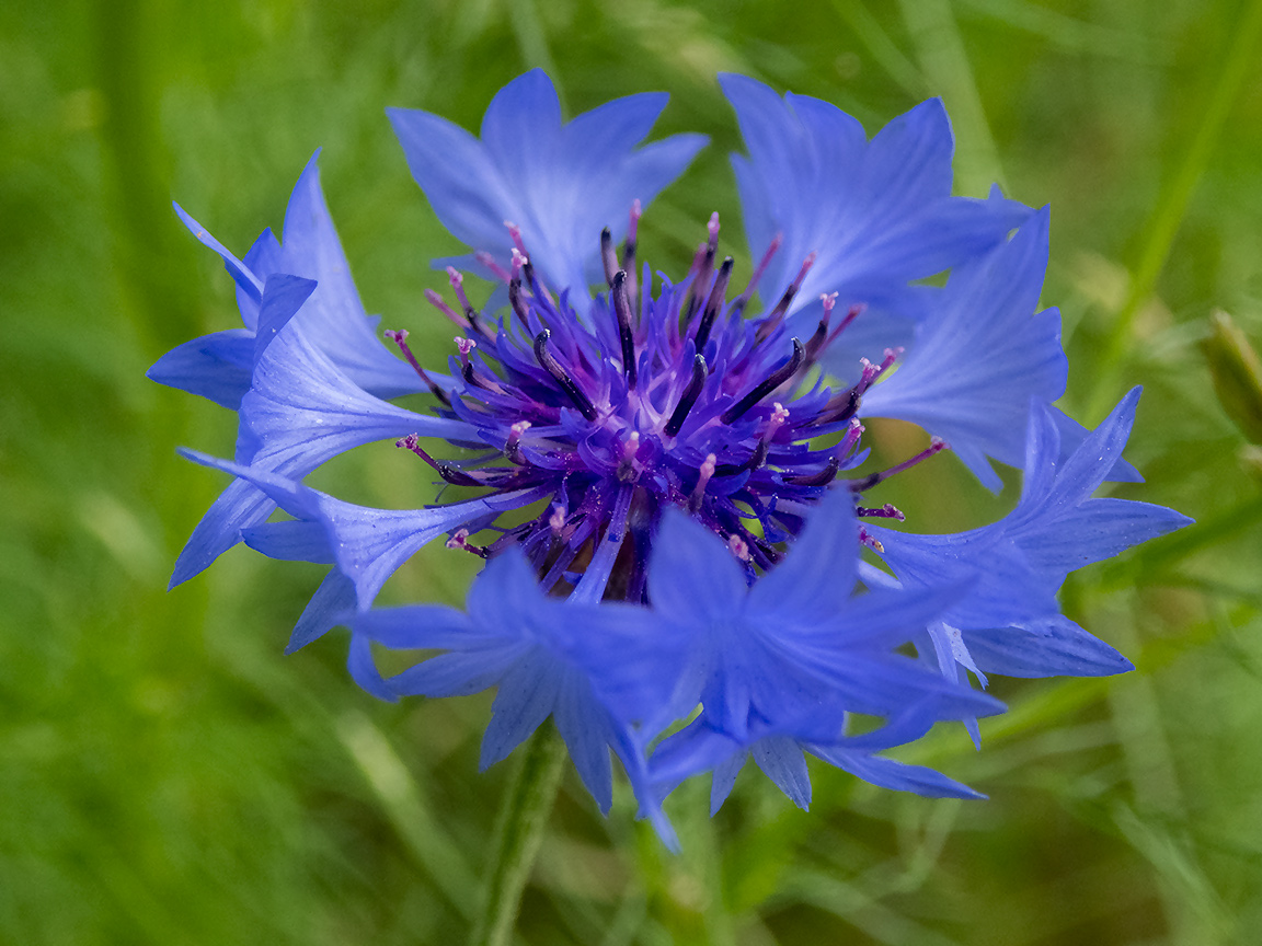 Image of Centaurea cyanus specimen.